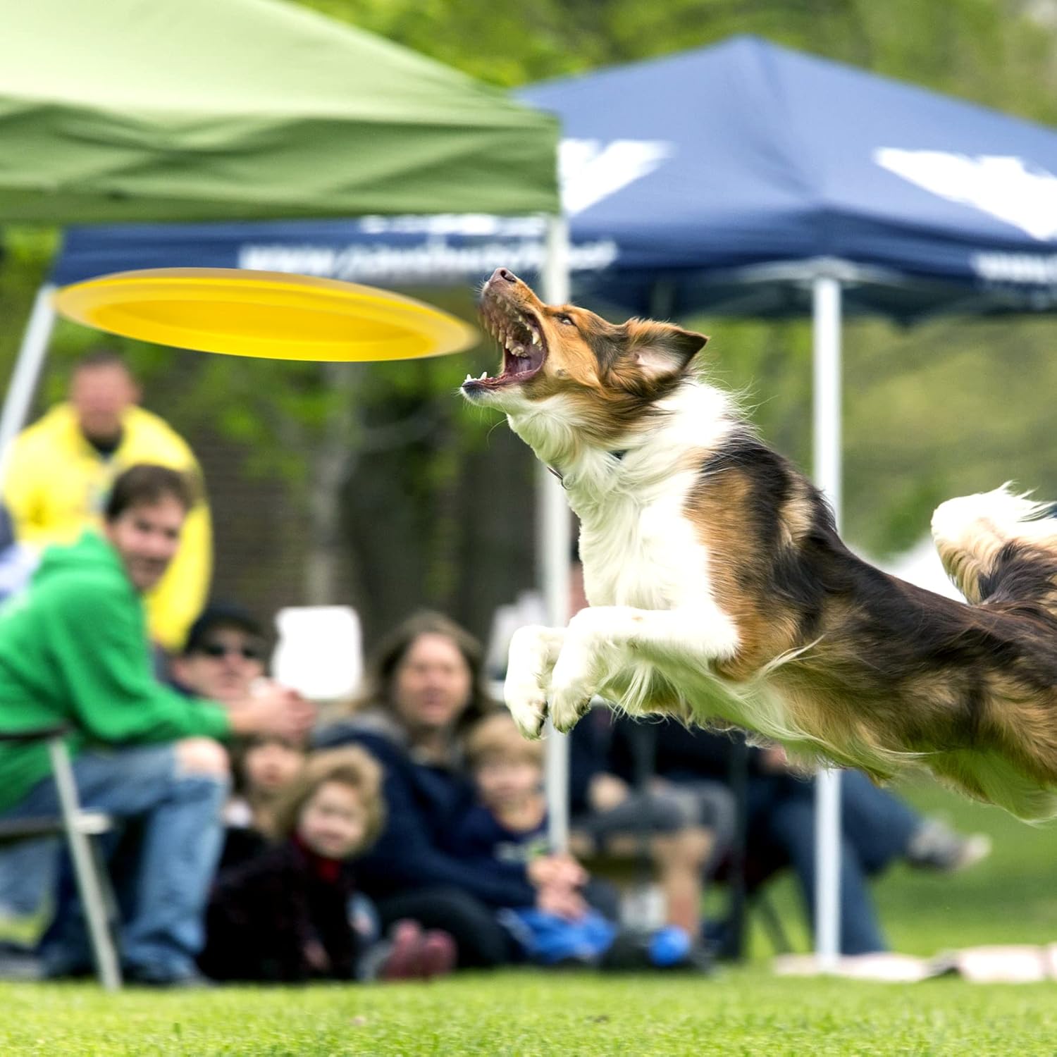 NQV Disc Golf Set with Bag,Disc Golf Beginner Set,6 Pack Flying Discs with Putters Drivers Mid Ranges 1 Bag for Beginner Kid Aged 6  Adults Indoor Outdoor