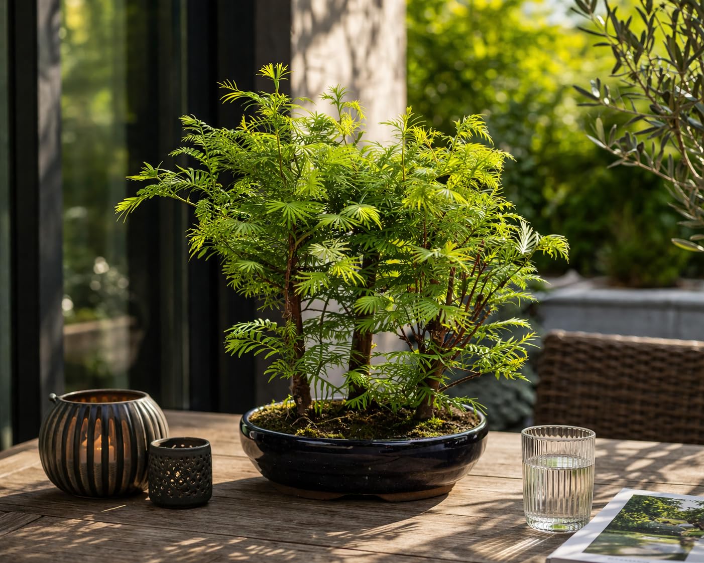 Outdoor Bonsai Urweltmammutbaum (Metasequoia) ca. 30 cm – winterhart & pflegeleicht, Mini Baum für Garten, Balkon & Terrasse, dekorativer Zierbaum, robust & schnellwachsend
