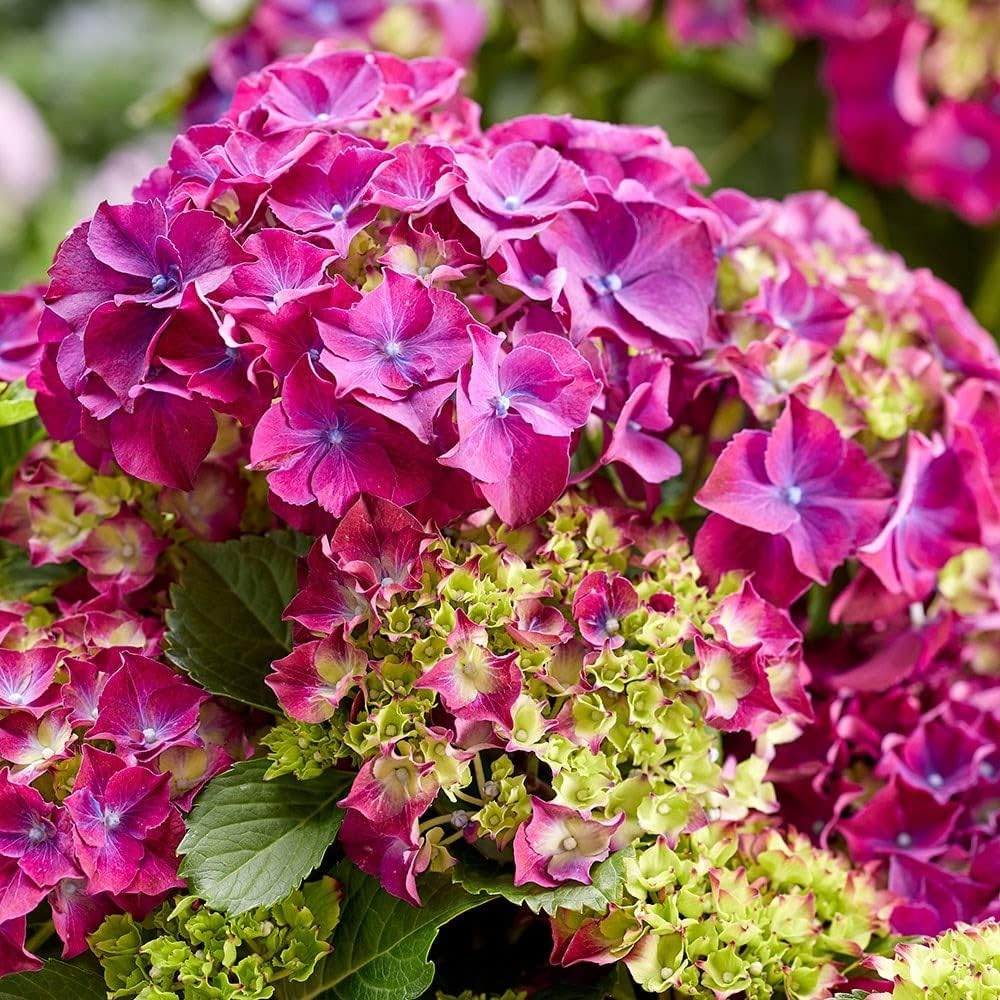 Hydrangea Macrophylla Purple Mophead Hydrangea 2 Litre Pot Shrubs Plant Theory Amazon