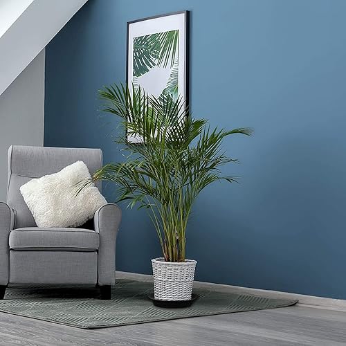 Miniatura 6 de Bandeja para macetas de 8 pulgadas, 4 paquetes de 10 pulgadas (9.8 pulgadas), platillos de plástico para macetas y bandejas de goteo para interiores