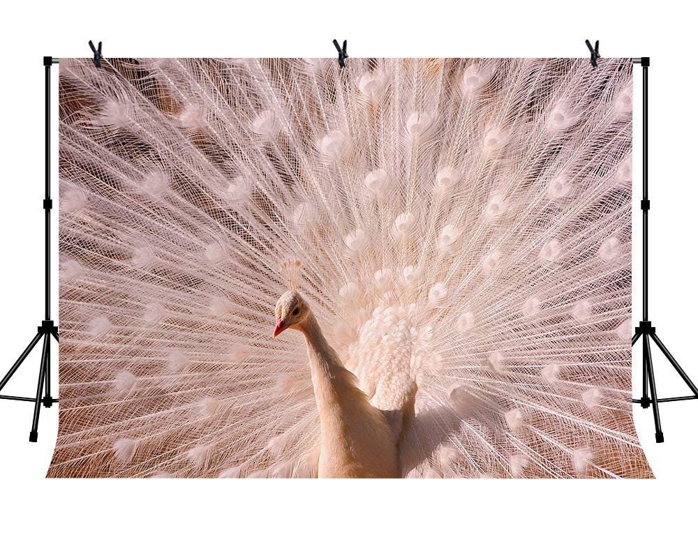 Photo 1 of LYLYCTY 7x5ft Albino Peacock Backdrop