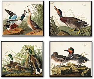 Belle Maison Art Vintage Audubon Ducks Print Set No. 1 - 4 Fine Art Giclee Prints - Unframed - Nature Decor, Vintage Prints, Bird Art, Wall Art