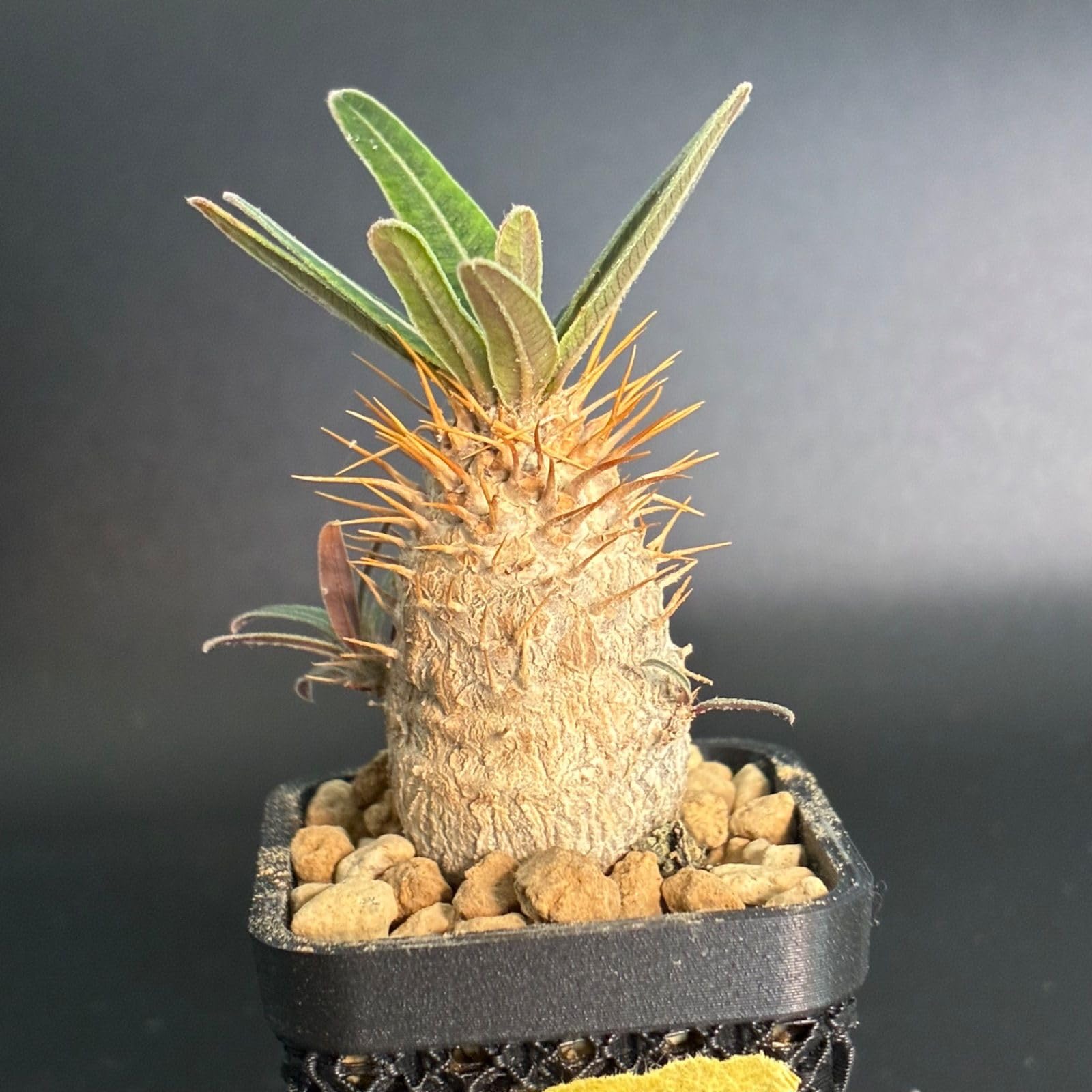 Amazon｜塊根植物 パキポディウム グラキリス 鉢ごと｜観葉植物