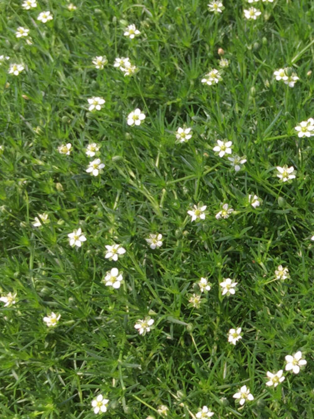 Perennial Farm Marketplace Sagina subulata