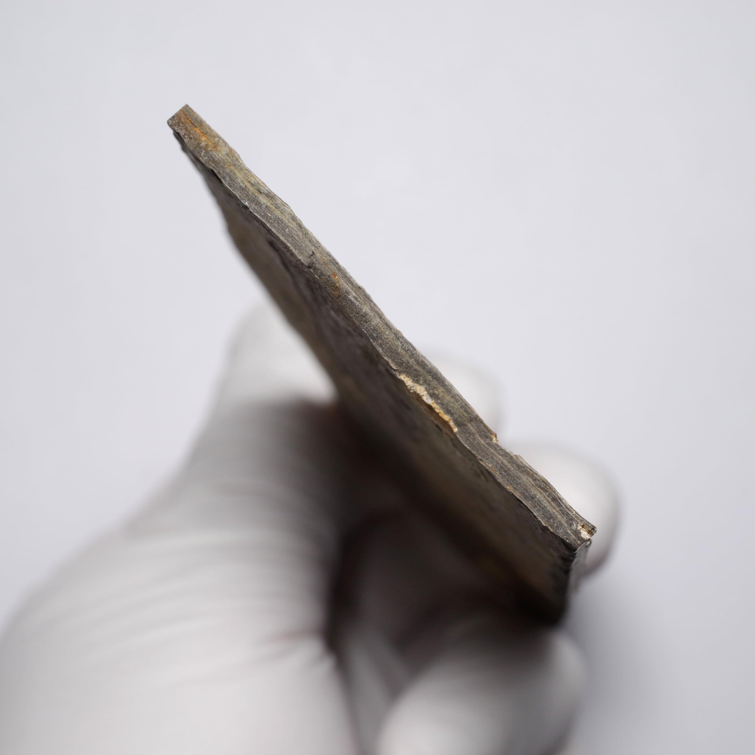 Amazon | [N2 stone Natural] 天然化石 絶滅古代魚が含まれる白