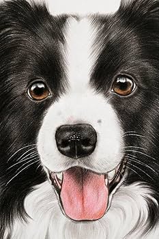 Amazon.co.jp: 犬の絵 ボーダーコリー 色鉛筆画 原画 : 文房具