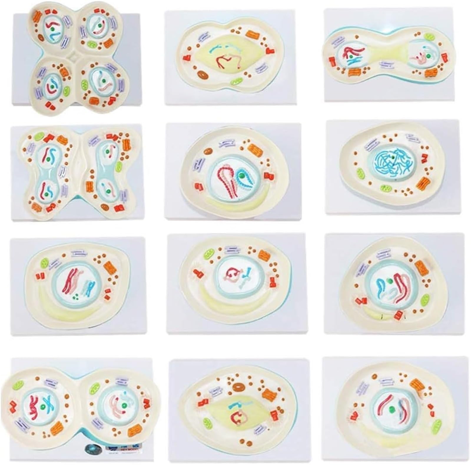 Lehrreiches 12-teiliges anatomisches Zellmodell: Modell der Zellmeiose, anatomische Teilungsmodelle der Zelle, Taxonomie-Darstellung