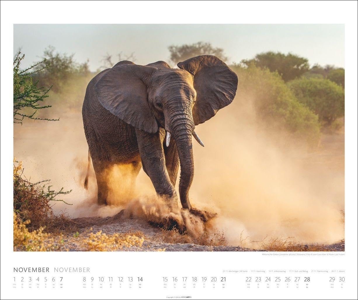 Elefanten Kalender 2027: Die sanften Riesen Afrikas, porträtiert in einem großen Wand-Kalender. Hochwertiger Fotokalender voll beeindruckender Aufnahmen. 55 x 46 cm Querformat