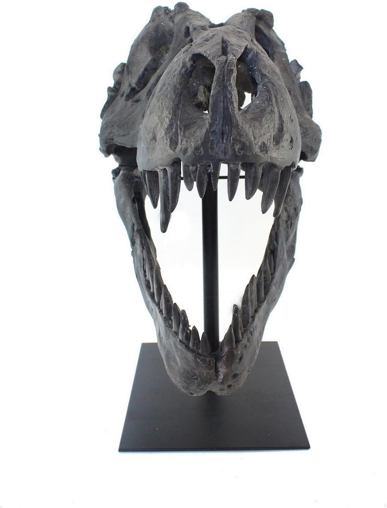 CDI FURNITURE SK1019 Decorative Polyresin T-Rex Head Stand, Brown