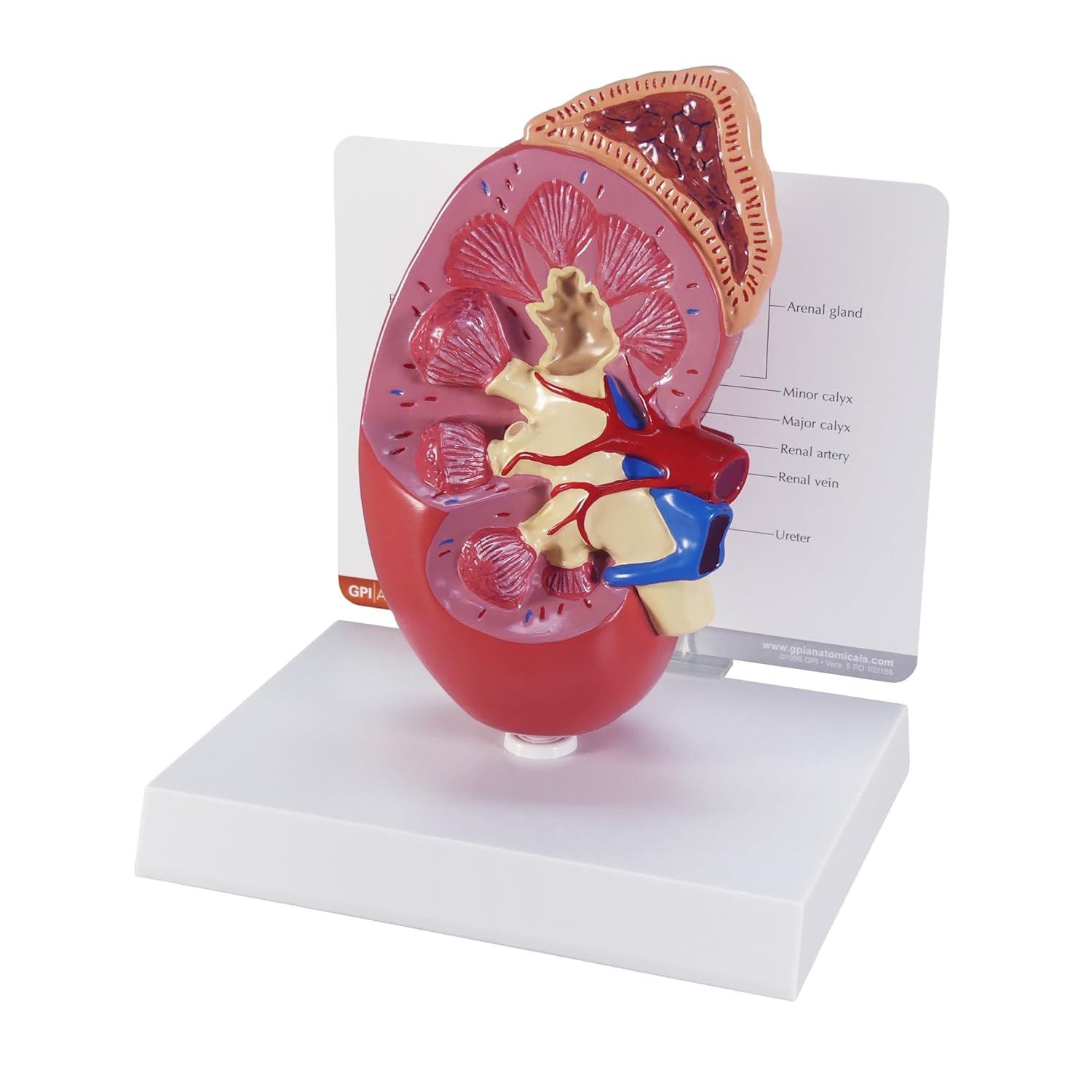GPI Anatomicals - Kidney Model, Replica of Normal Right Kidney and Adrenal Gland for Human Anatomy, Physiology Education, Anatomy Model for Doctor's Offices and Classrooms, Medical Learning Resources