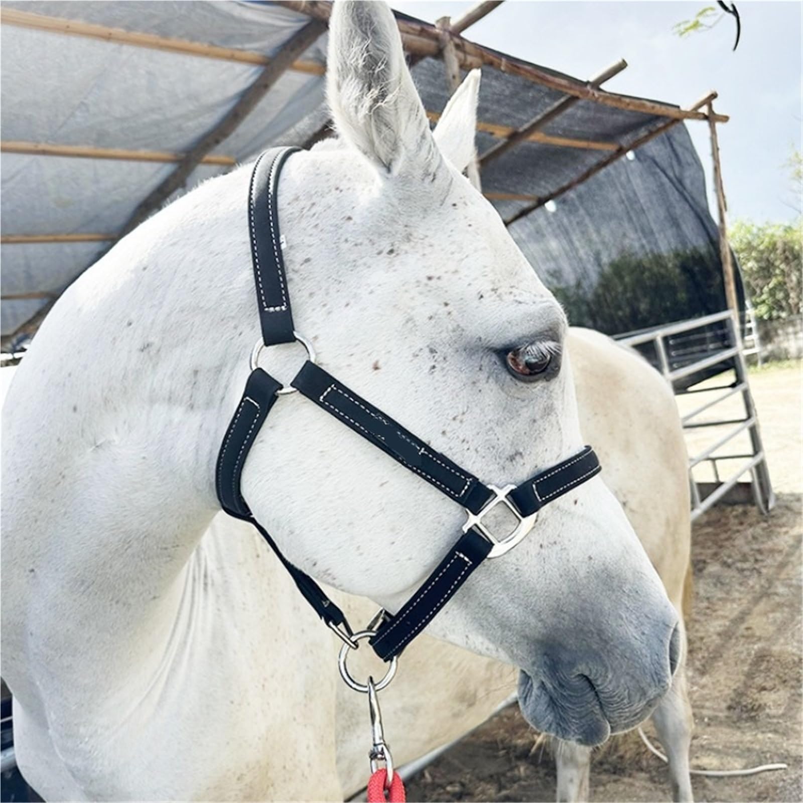 Pferde Zügel Pferdezaumseil Reitausrüstung Faserpferdezaumseil Kleines und kurzes Pferdegeschirr Zubehör Zügel