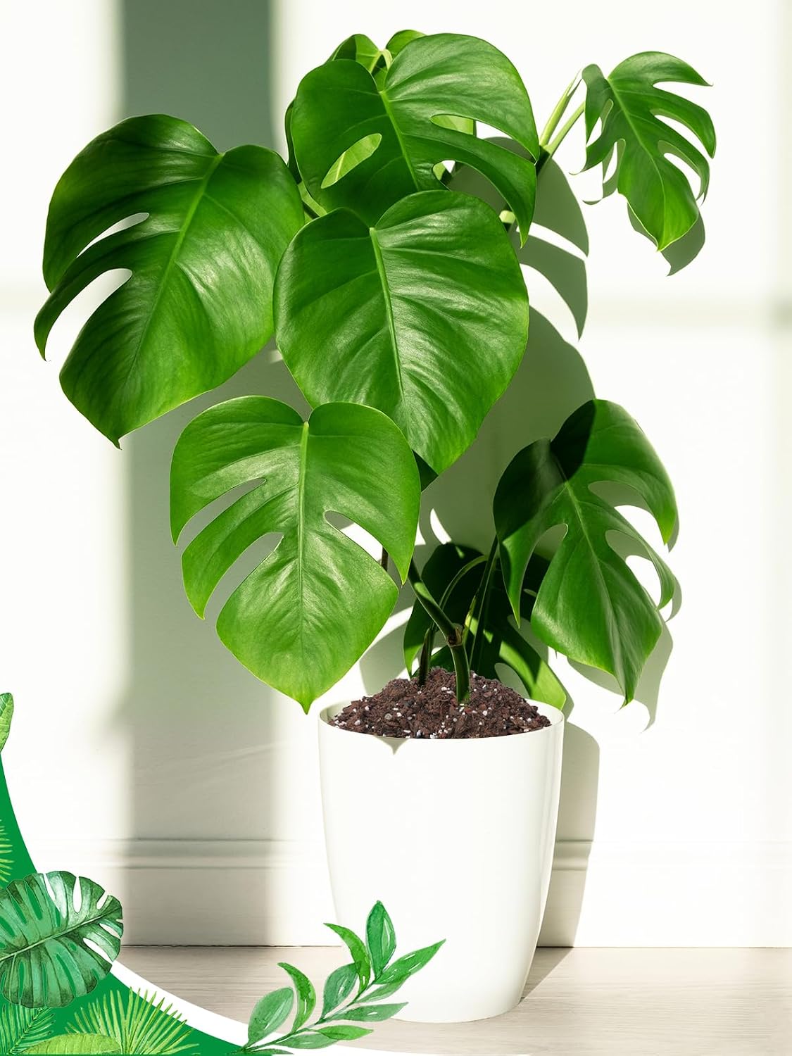 1.6QT Monstera Soil Potting Mix - Natural Organic Tropical Plant Soil for Improving Growth Rate, Sustainable Houseplants Growing Media for Indoor Bonsai Succulents Moisture Retention Drainage