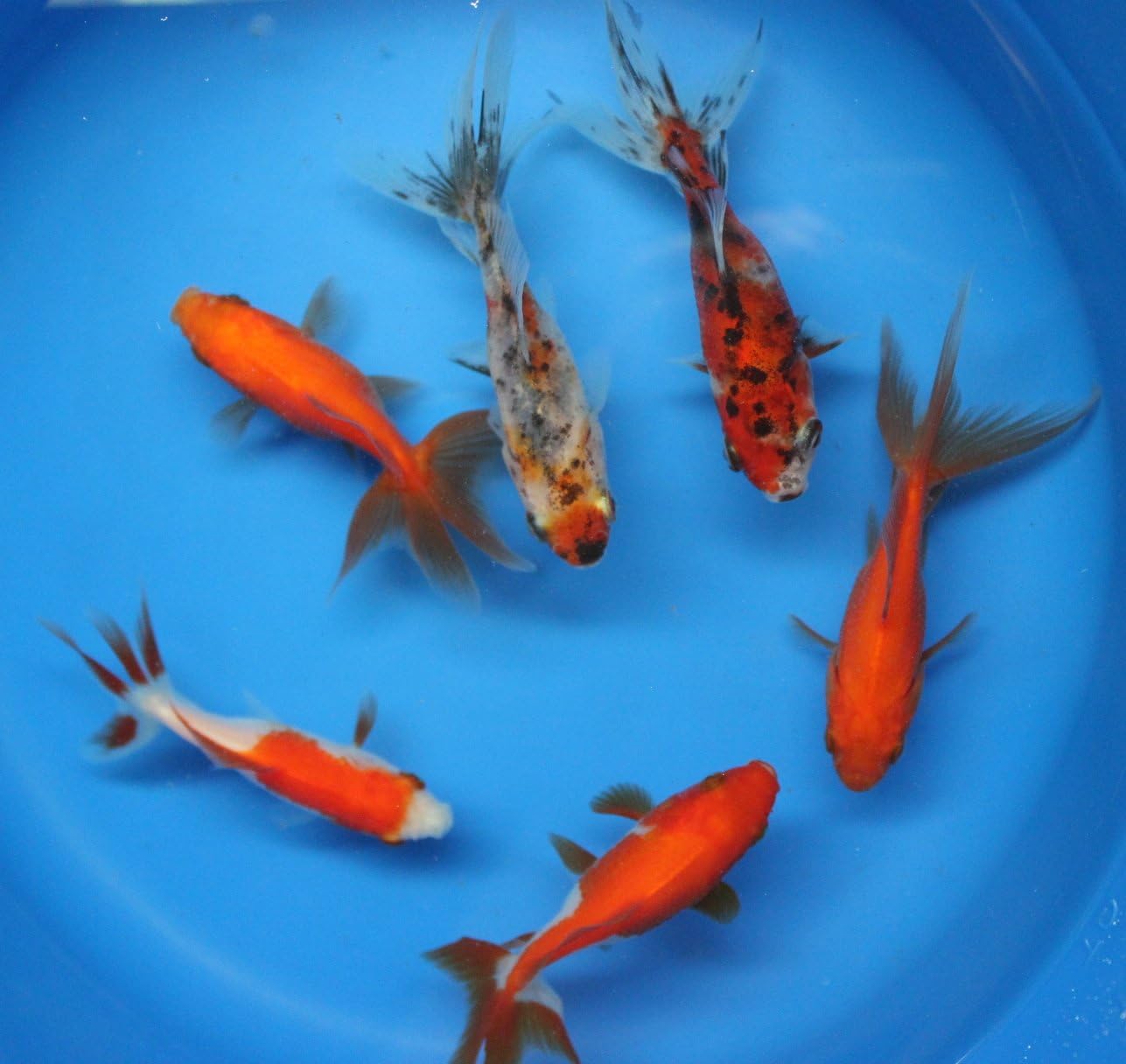 6 Pack Mixed Live Calico, Red Fantail Goldfish for Aquarium Fish Tank or koi Pond