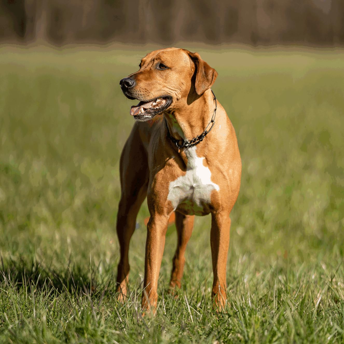 Sprenger, collana per cani con catena da 3 mm, in acciaio inox, per cani a pelo lungo, fino a 55 kg, colore nero (61 cm)