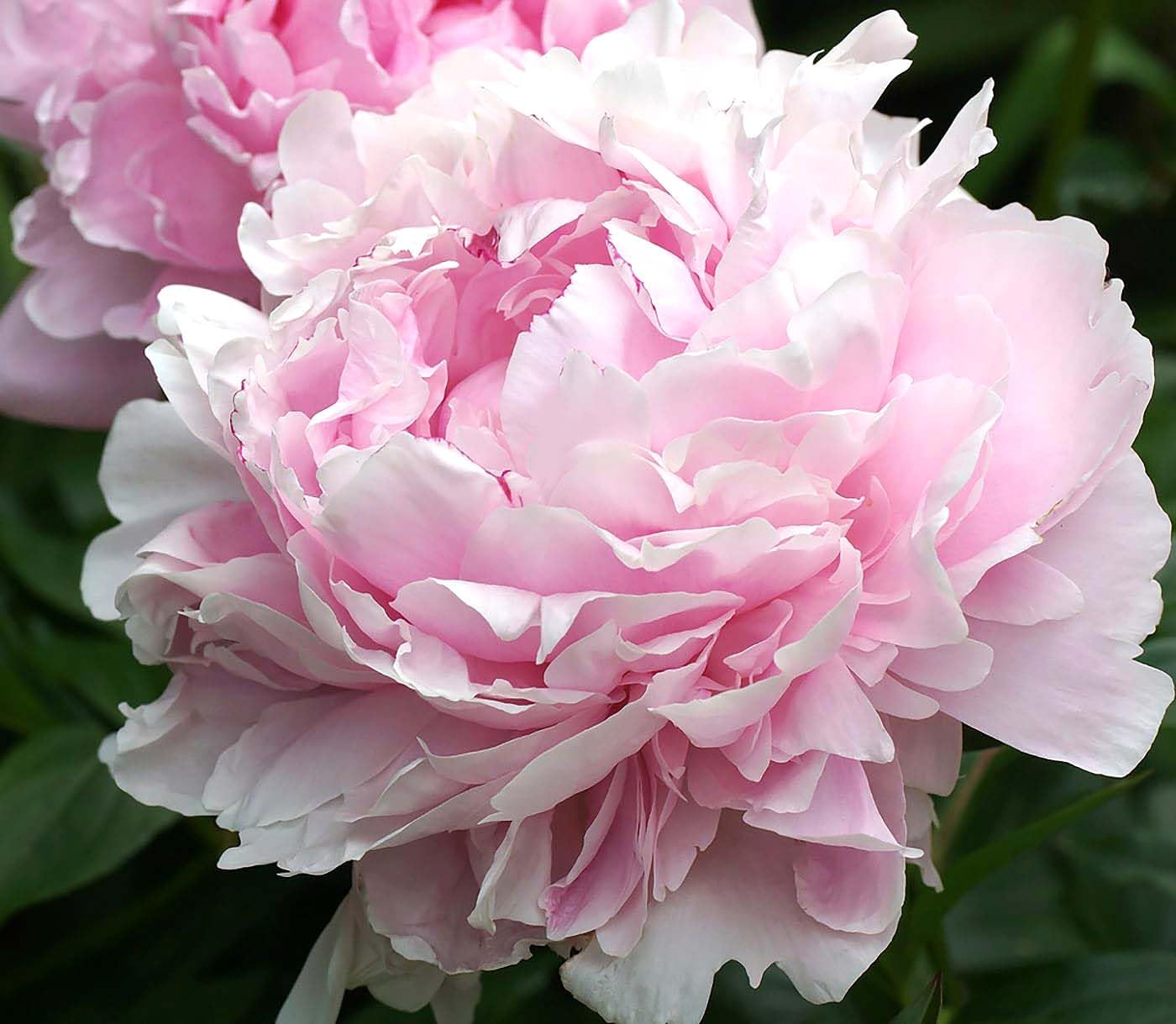 Sarah Bernhardt Double Pink Peony - Bare Root | Premium Peony Bulbs & Live Plants for Planting