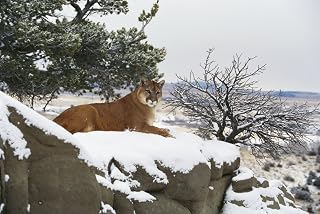 Posterazzi Montana Mountain Lion (Felis Concolor) Resting In Day Bed Winter Snow A52G Poster Print, (18 x 12)