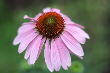 Organic Echinacea Pupurea Seeds (Echinacea purpurea) 75 Seeds (0.5 Grams) by Smoke Camp Crafts