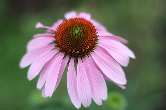 Organic Echinacea Pupurea Seeds (Echinacea purpurea) 75 Seeds (0.5 Grams) by Smoke Camp Crafts