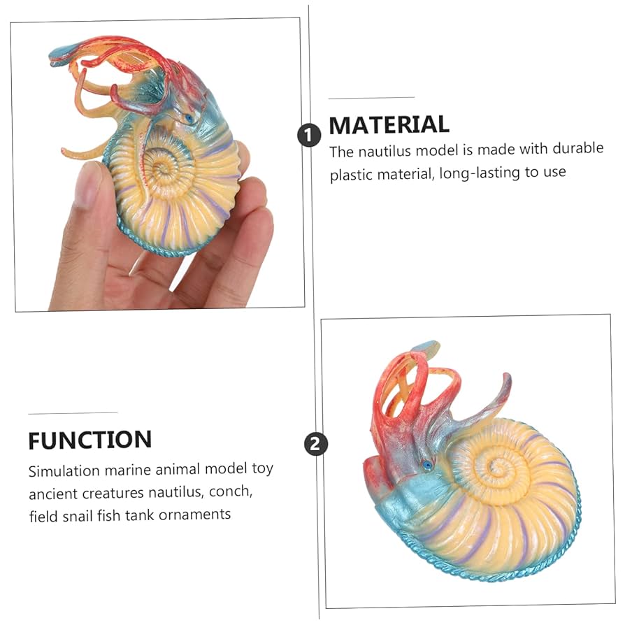 オウム貝、台座付き　貝殻 楽天市場】オウム貝（インテリア・寝具・収納）の通販