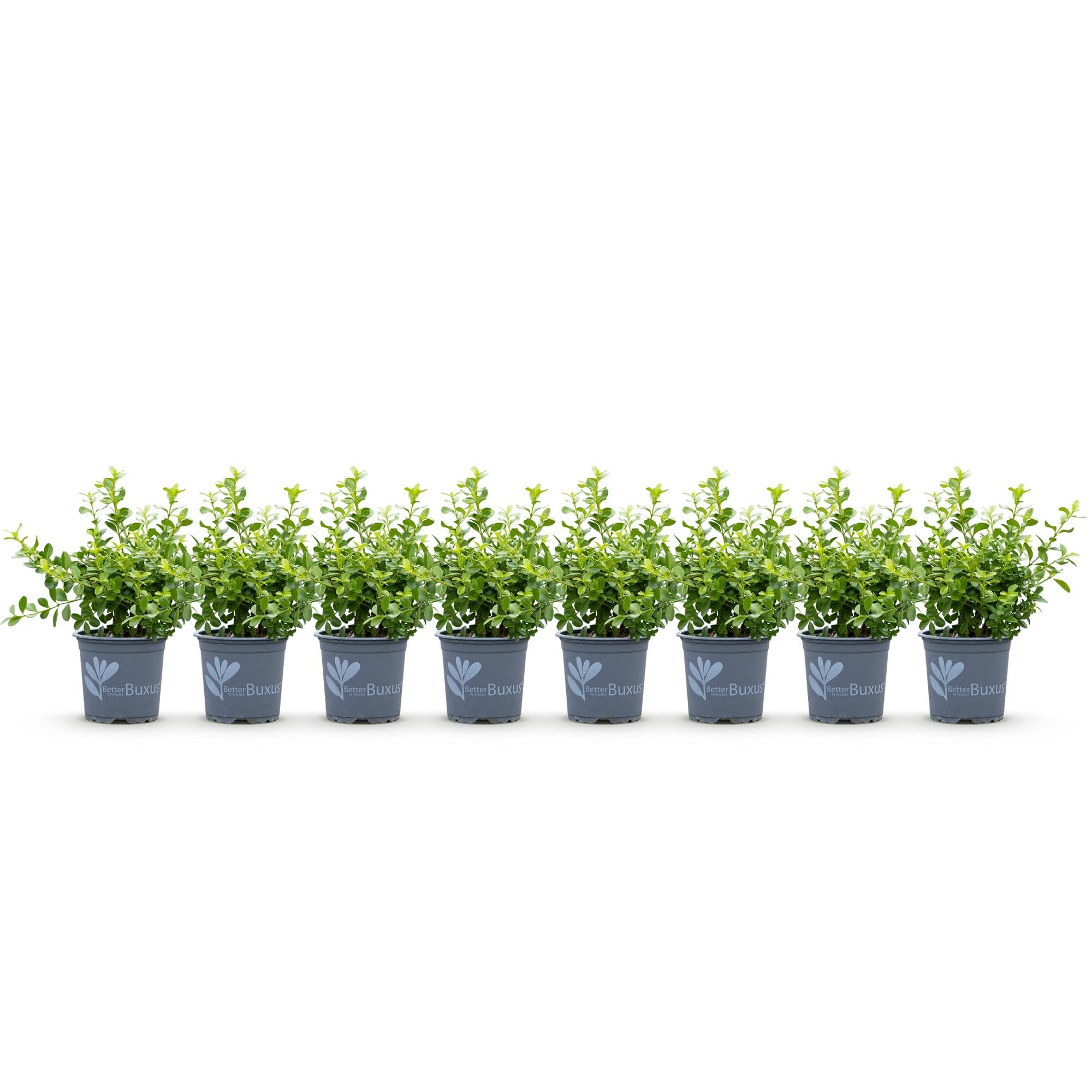 Piante di Bosso Sempreverde per Siepe, Verde, Set da 8 Pezzi, Vaso 9 cm