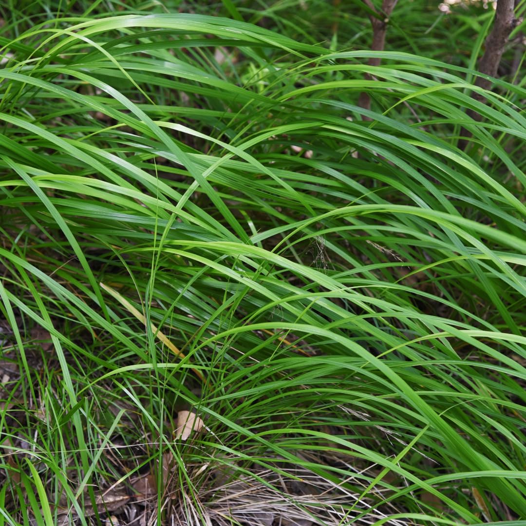 Carex morrowii | 48 sztuk - 10-25cm - Ø9cm - Roślina ogrodowa