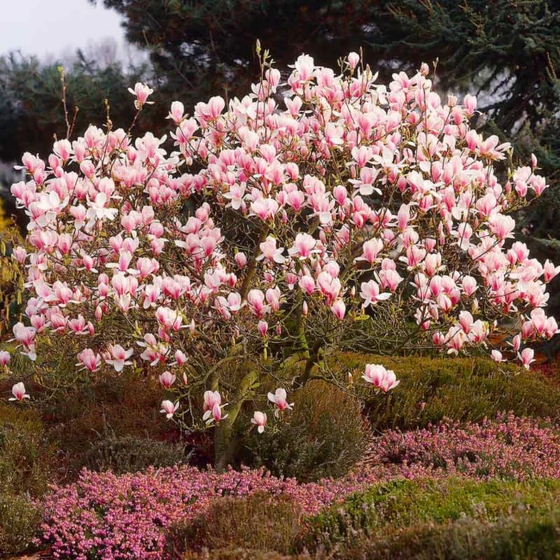 Amazon.com : Saucer Magnolia Live Plant, Flowering Tree, 6-12 Inch
