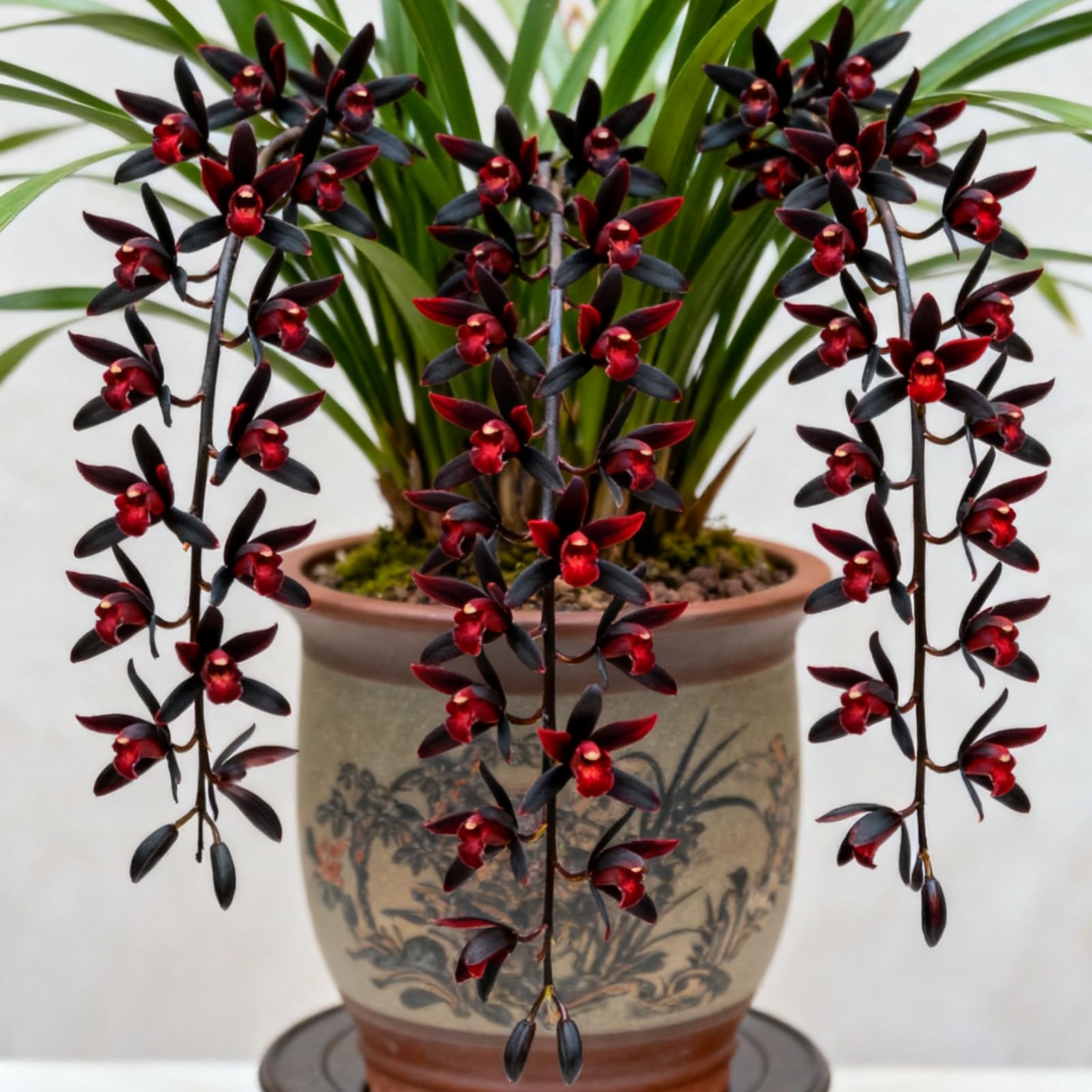 Hardy Cymbidium Bulbs/Cymbidium Orchid Plants Outdoor/Selected Cymbidium Varieties/Fragrant/Excellent for Balcony Display.-10 Rhizome-C