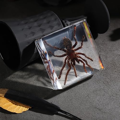 Miniatura 74 de Espécimen de esqueleto de murciélago real en resina para educación científica en el aula, gran regalo para fanáticos de la taxidermia, cráneo