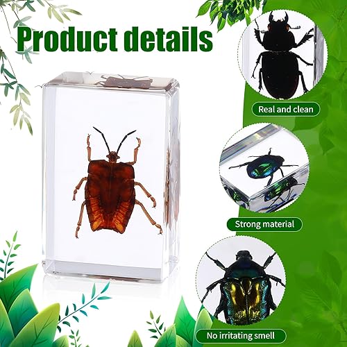 Miniatura 3 de 12 piezas de insecto en resina, colección de insectos de mariposa, pisapapeles, 12 estilos de espécimen de insectos reales preservados en resina