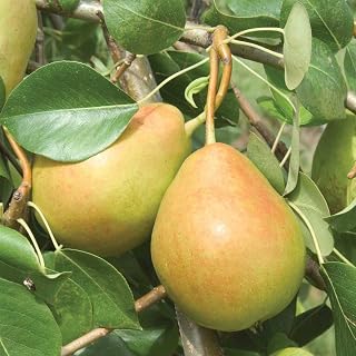 GURNEY'S Crisp N Sweet Pear Dormant Bare Root Starter Tree