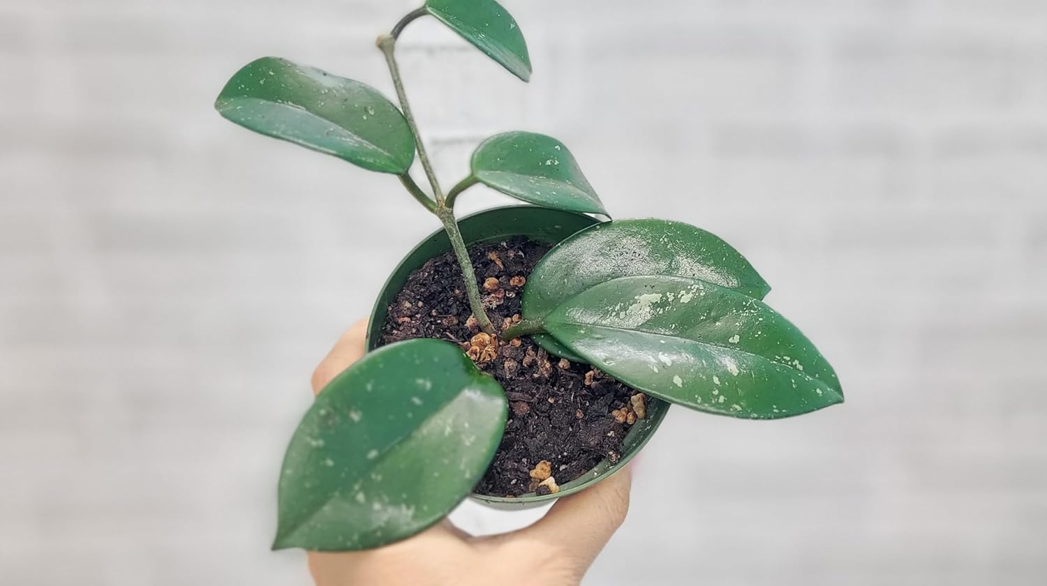 Hoya Verticillata 'Acuta' Live Rare Exotic Tropical Indoor Houseplants in 4 Inch Pot, Ideal Live Indoor Plants for Home or Office Decoration, Housewarming Gift by 3exoticgreen