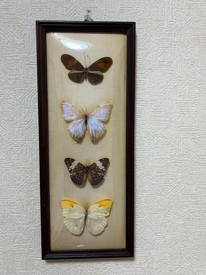 蝶の標本 ドイツ木製フレーム付き箱現状品のみ35x26x6cm J <1005z昆虫