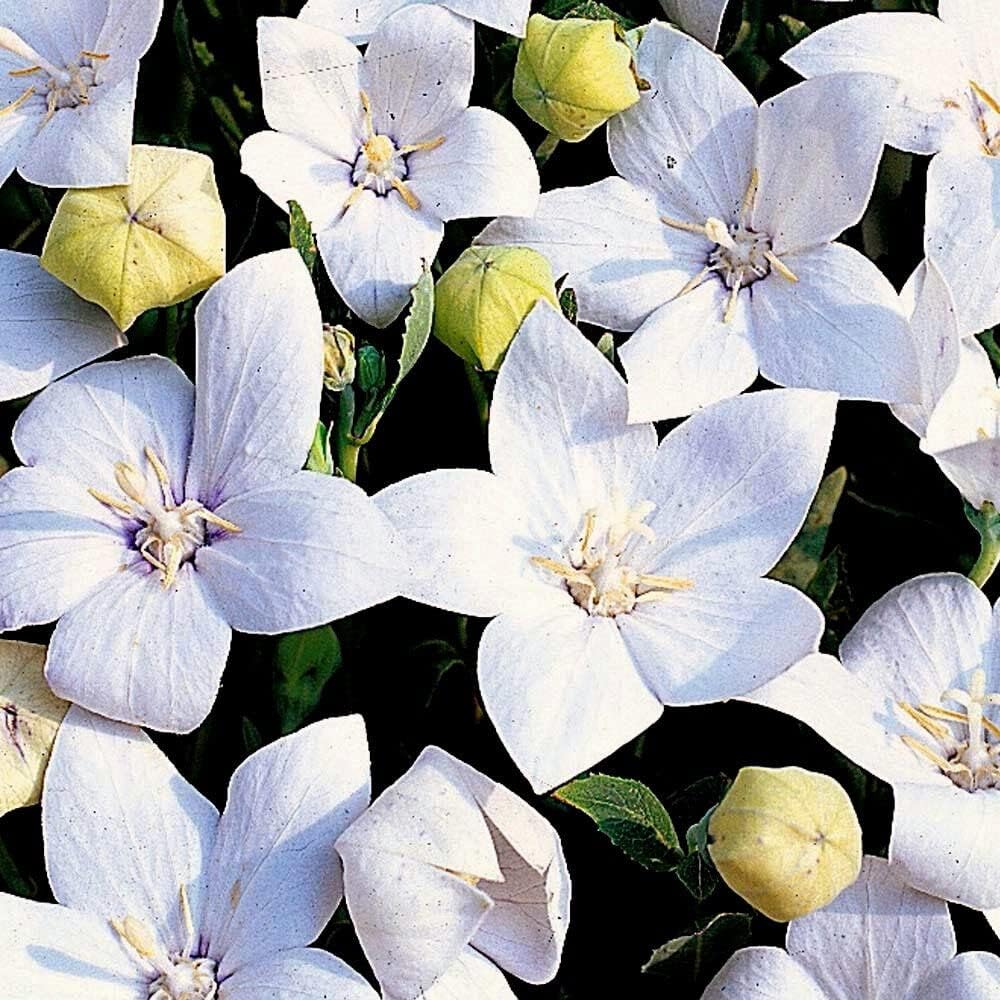 Amazon.com : White Balloon Flower Seeds, (SHW) Perennial Flower Seeds ...