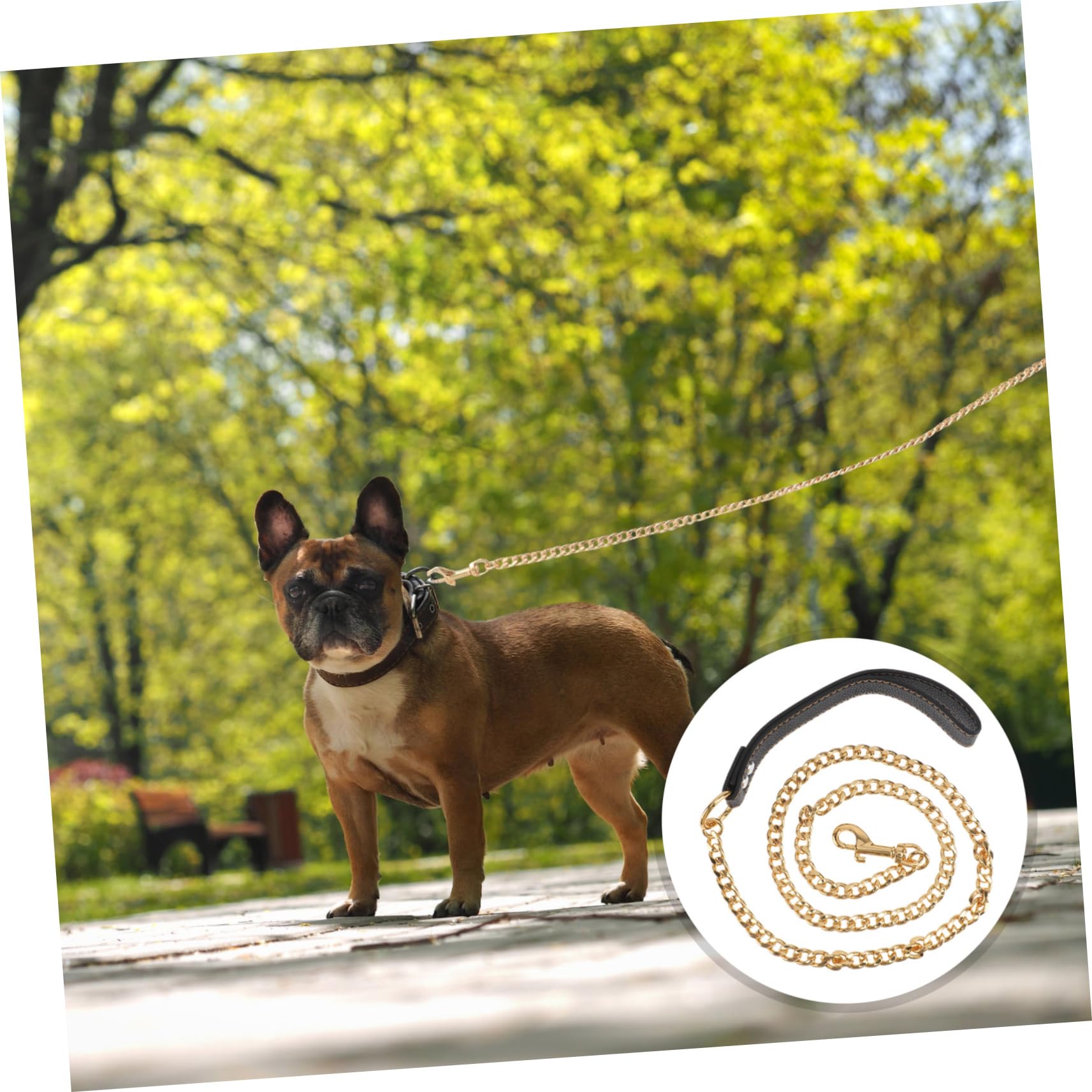 Guinzaglio per Cani in Acciaio Inossidabile Oro per Controllo e Camminata