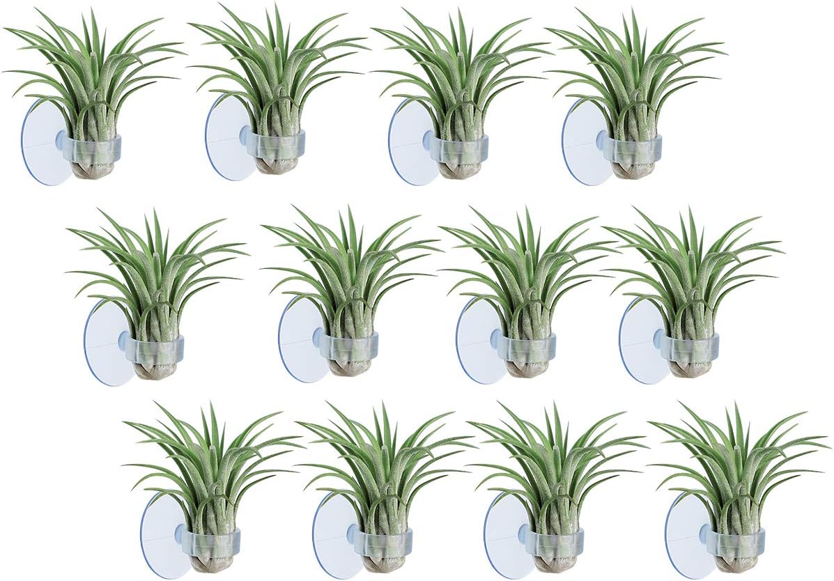 AIEVE Air Plants Holder - Makes Air Plants Like Hanging in Air - 12 Pack Translucent Air Plant Hanger with Suction Cup on Glass Home Decor Display for Hanging Air Plants (Plants Not Included)