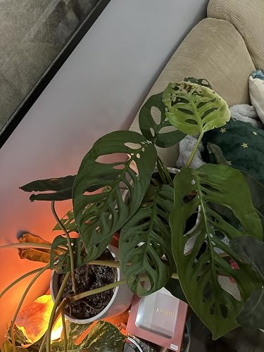 Review Image by Amazon Customer