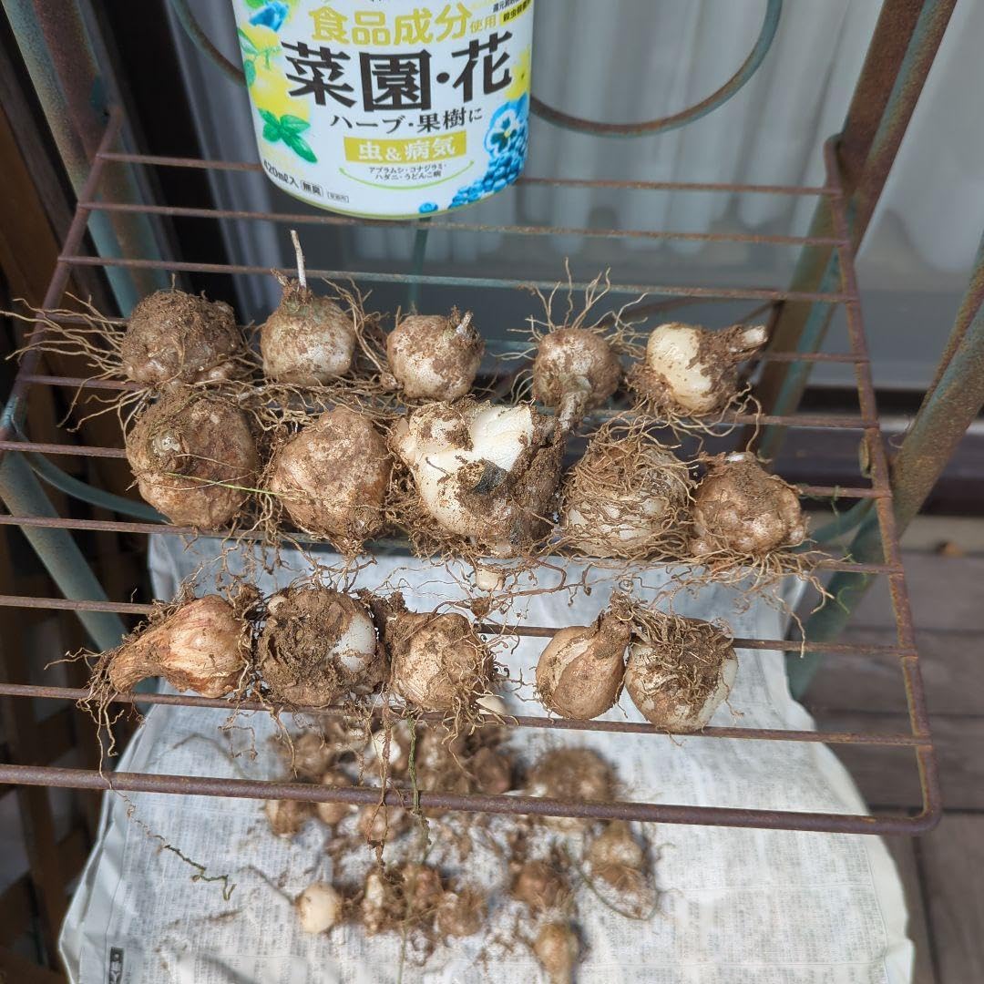 Amazon.co.jp: オオアマナ 白い花の球根30個 : DIY, Tools & Garden