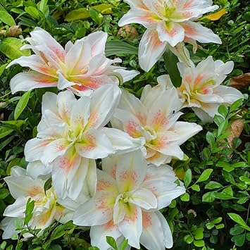 Lily Bulbs - Giant Flower Perennials, Hardy, Professional Garden Planting for Brilliant Displays, Fragrant Blooms-2 Bulbs-H