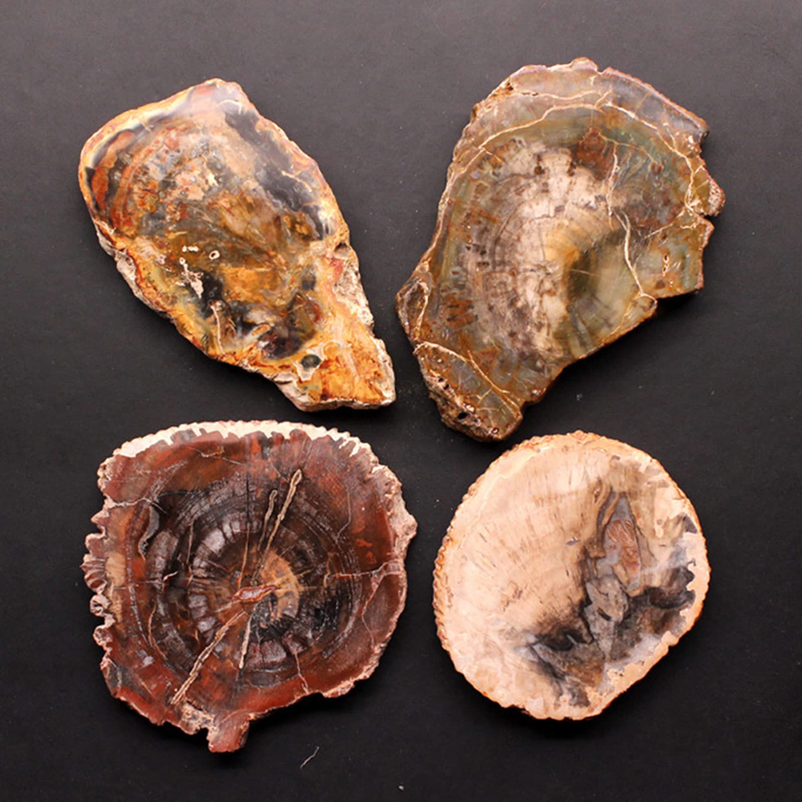 RSTJVB Petrified Wood Slab, Natural Fossil Mineral Slice Collectible Fossilized Tree Crystal Polished Decor Stone, Polished Fossil Stone Tree Specimen Slice from Madagascar,5-7cm