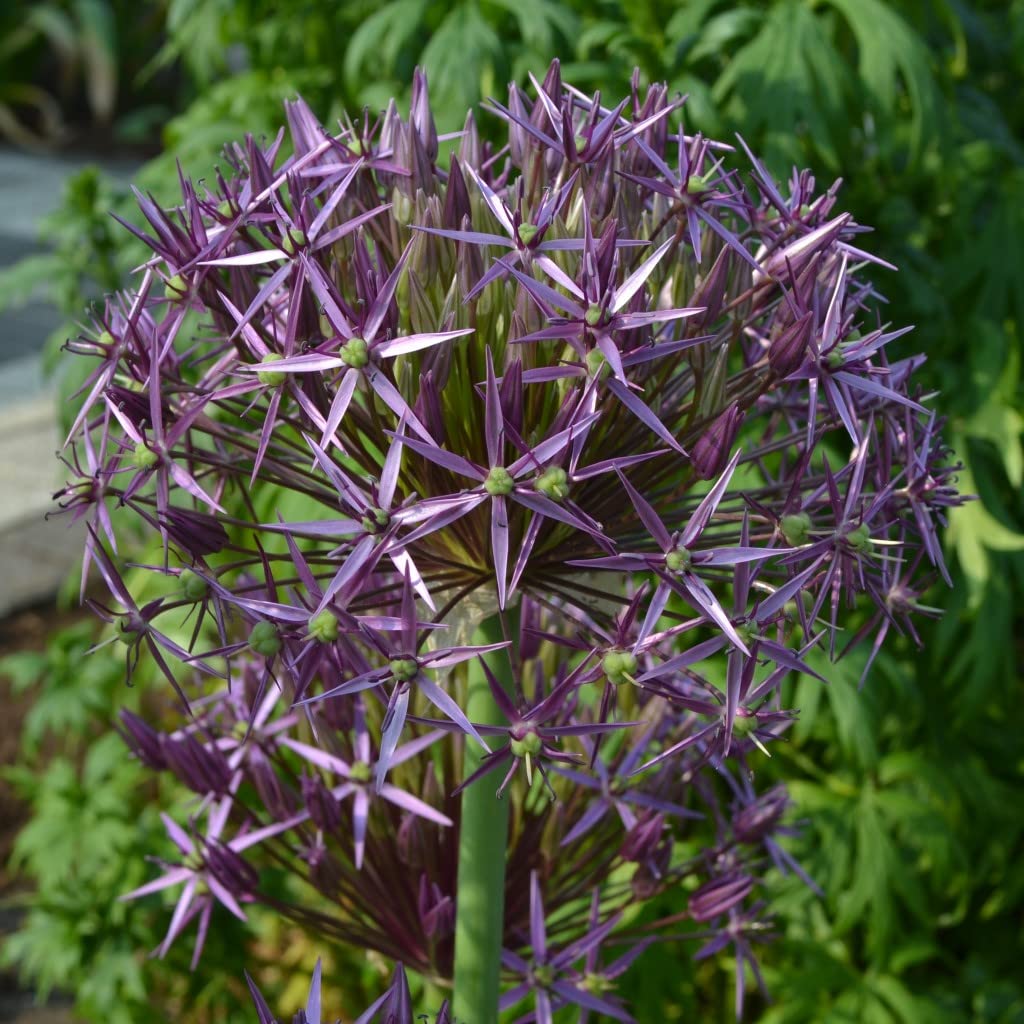 Blumenzwiebeln Alliumzwiebeln Allium christophii (Sternkugel-Lauch) (100 Zwiebeln)
