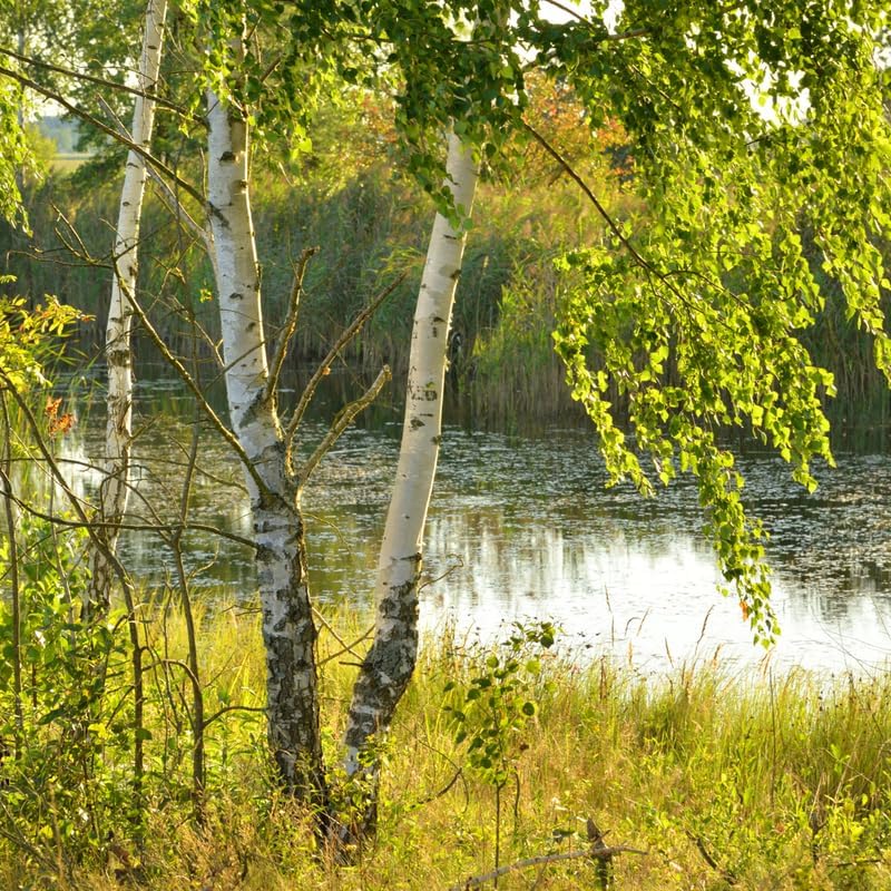 Large River Birch Tree Live Plant, Live River Birch Tree 12 to 16 Inches Tall Potted, Outdoor Tree Live, Tree Live Plant Outdoor