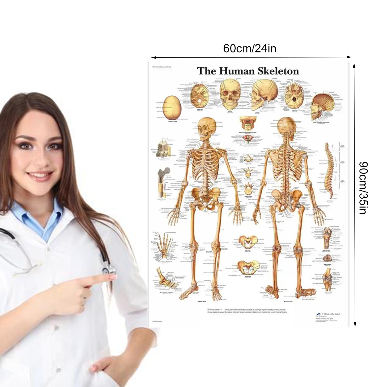 Gyiocill Poster Anatomie Squelettique, Tableau D'anatomie Musculaire, Scientific Humain Imprimé sur Papier, Learning Lot de 2 posters Anatomiques, Tissu en Soie, 60 x 90 cm(Version Anglaise)