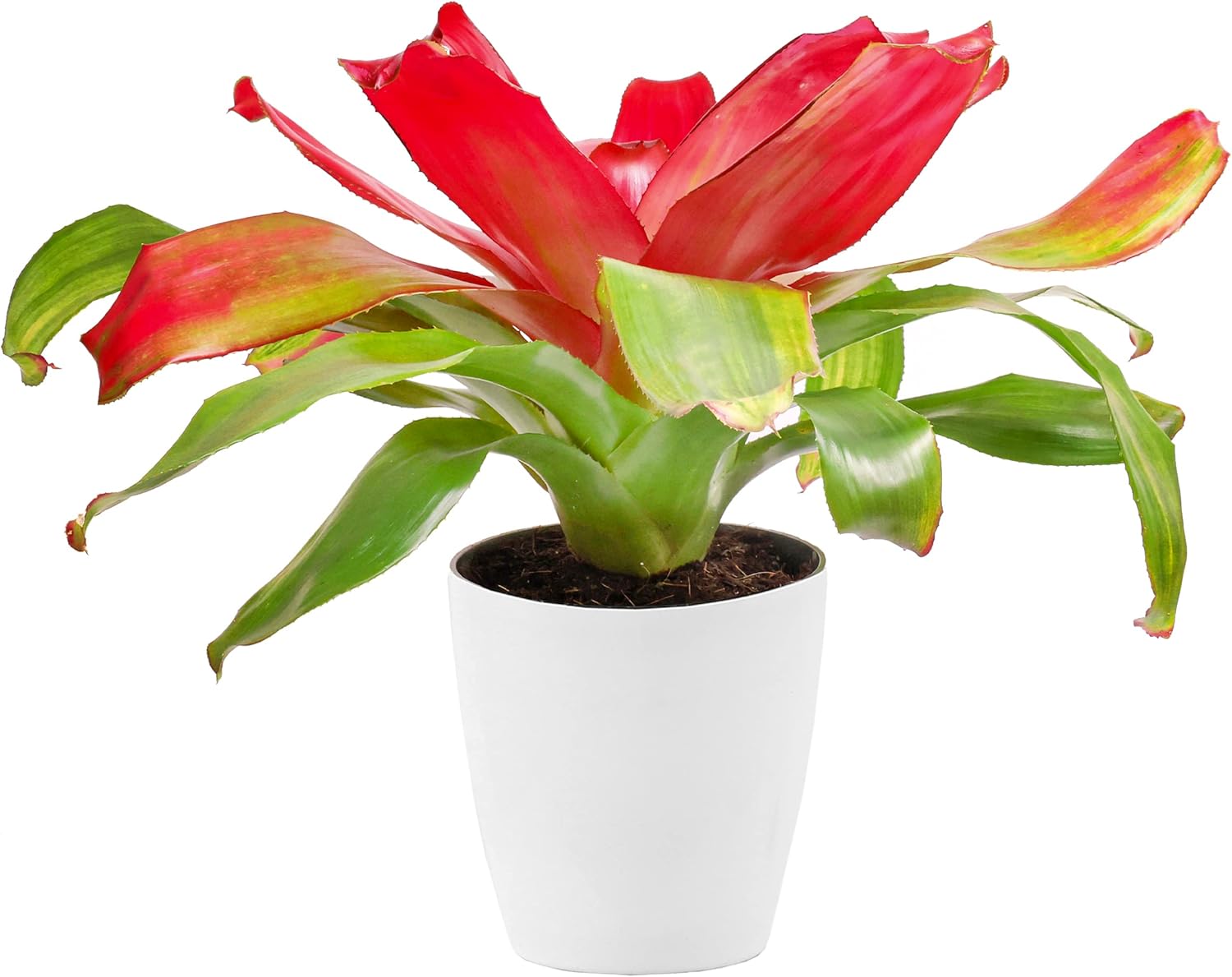 Leaves and Soul Bromeliad Neoregelia Live Indoor Outdoor