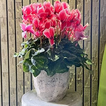 Amazon | 鉢 コンクリート おしゃれ アンシャルL＜ 28cm 穴あり