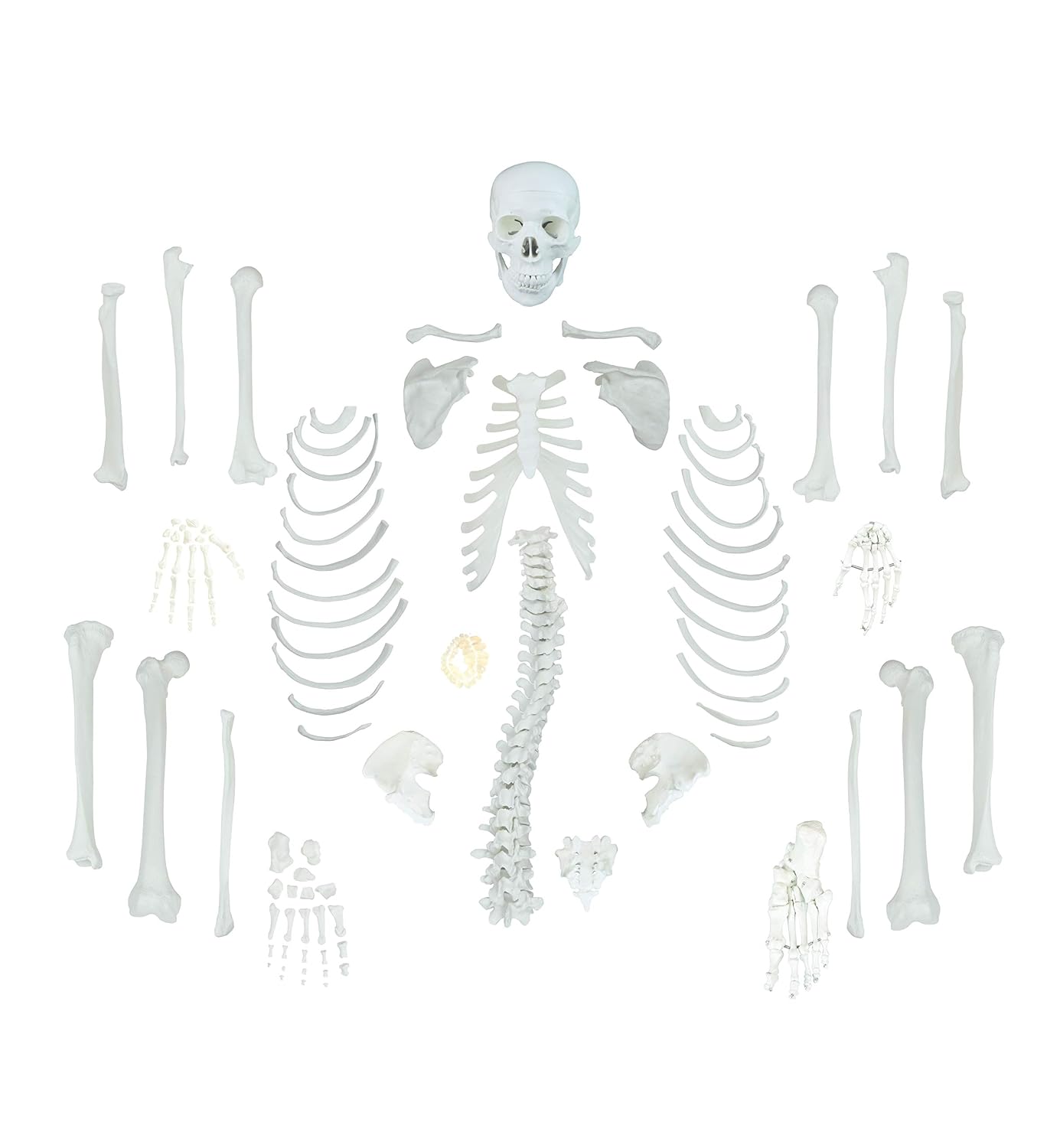 VAS220-CC0 Life Size, Total Disarticulated Skeleton | Bones & Osteological Features Numbered for Identification | 3-Part Skull | Key to Numbered Structures W Manual & Carrying Case