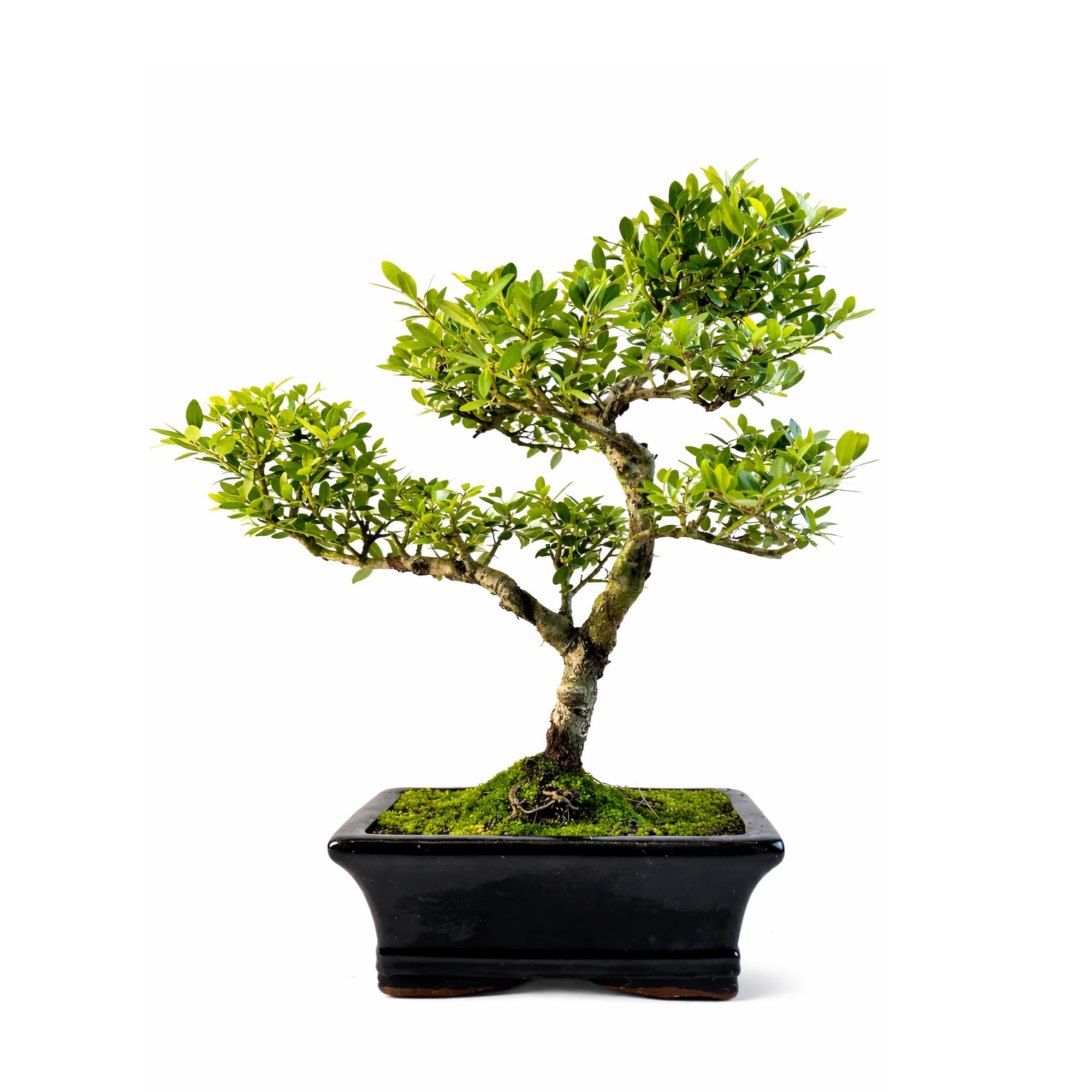 Ilex Crenata Bonsai Tree (5–7 Years Old) – Japanese Holly Indoor or Outdoor Bonsai – Beautiful Living Gift – Easy Care Bonsai in Decorative Pot