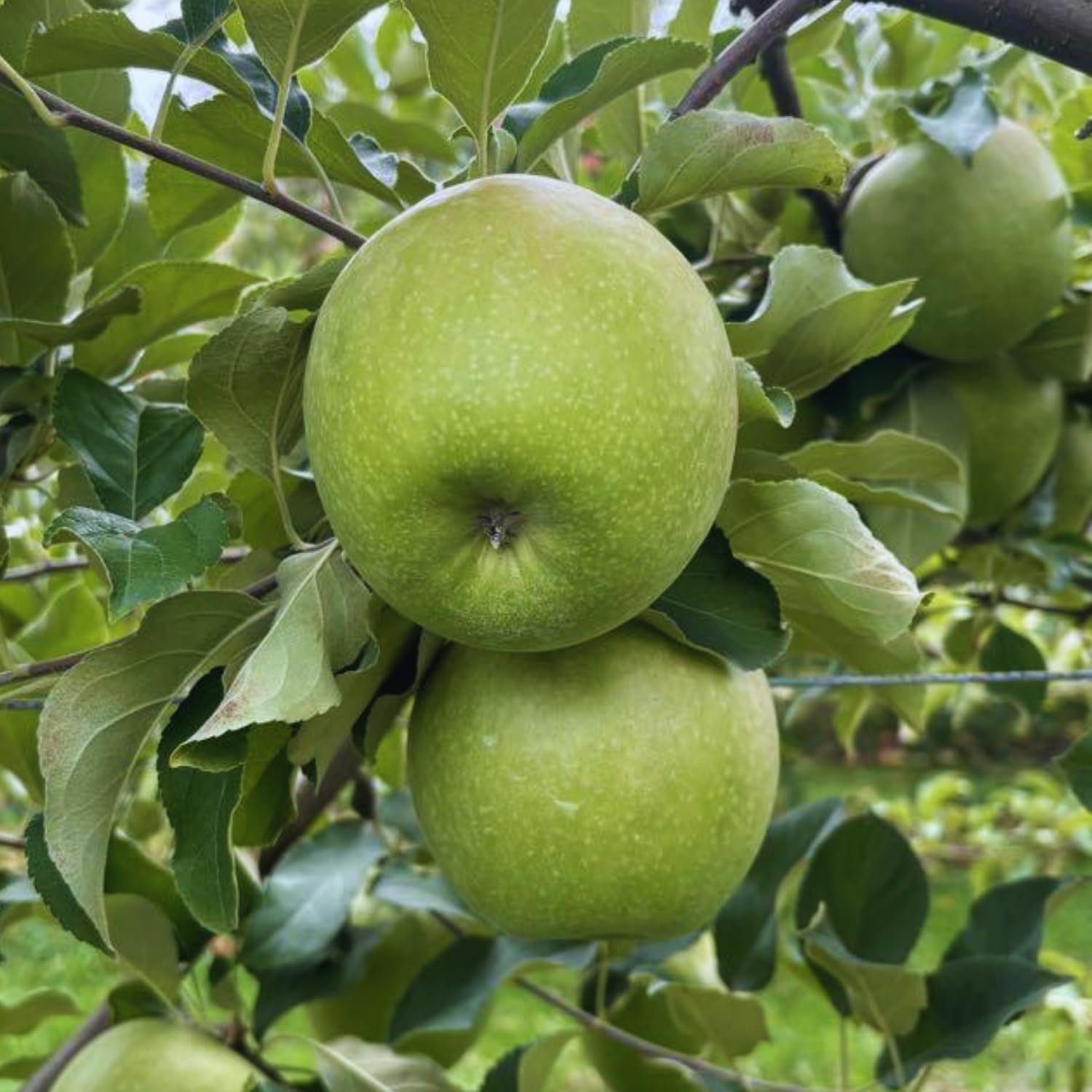 Granny Smith Apple Tree Live Plant, 2 Feet Tall, Apple Plant Live for Home Orchard, Sweet Fruit Plant