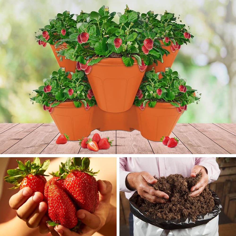 YouGarden Complete Strawberry 'Sweet Colossus' Patio Collection, Grow your Own Strawberries, 6 Pack of Jumbo Plugs, 2 Stackable Planters, and 1 20L Professional Compost Bag