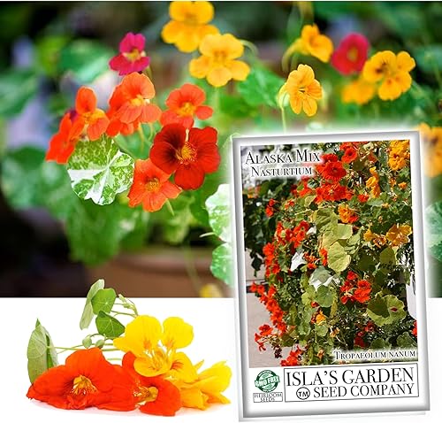 Nasturtium Alaska Mix - Semillas de flores para plantar, más de 50 semillas por paquete, semillas de jardín de Isla (semillas de jardín de Isla),