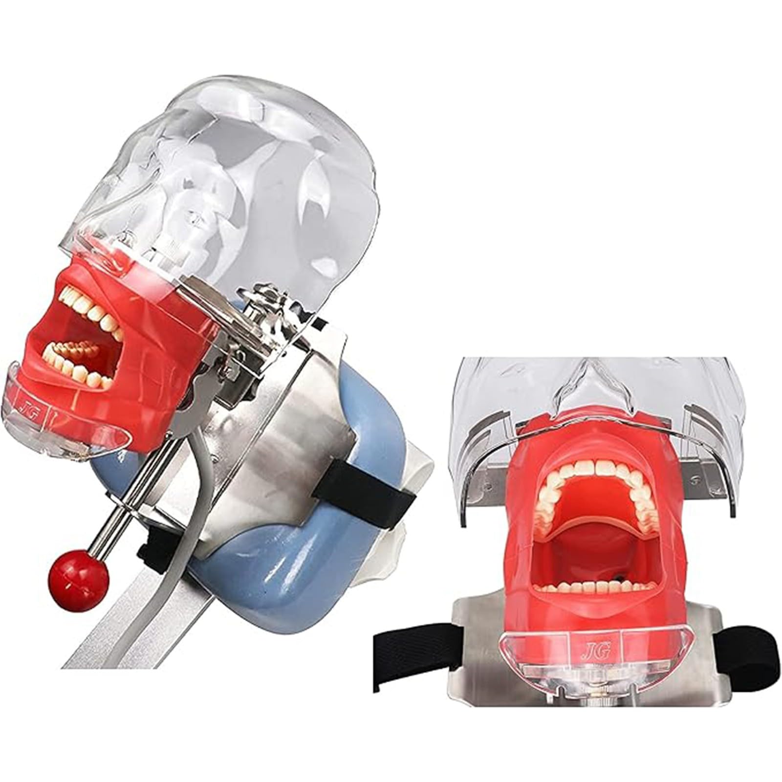 Modello di testa di manichino per simulatore dentale orale Modello di testa di manichino per dentisti e assistenti dentali Dimostrazione pratica A